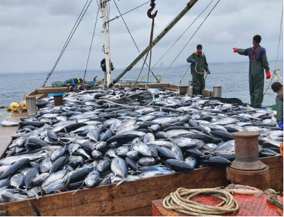 Duqm Integrated Fisheries Project — sector reference photograph, not the project site